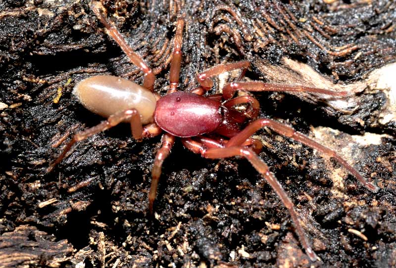 Dysderidae:  Dysdera sp., maschio  - Sassuolo (MO)
